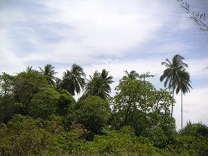 palms