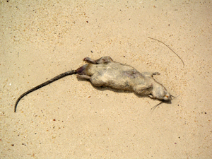 backrat