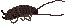 roachin